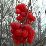 Highbush cranberry150.jpg
